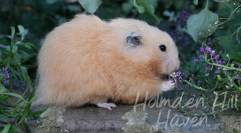 Amber- Black Eyed Cream Black Longhaired Syrian Hamster